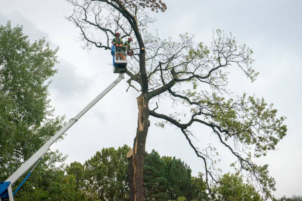 Best Tree Mulching  in Brunswick, OH