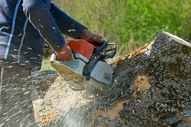 How Our Tree Care Process Works  in  Brunswick, OH